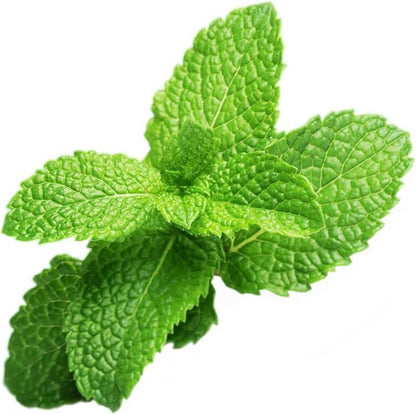  Peppermint Refill 3-Pack Smart Garden