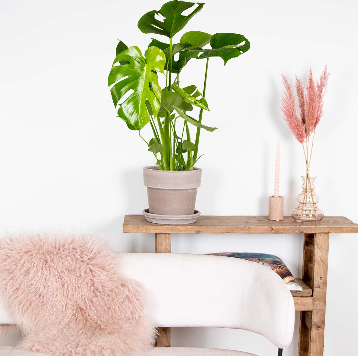  Monstera Deliciosa - Gatenplant - Kamerplant - Luchtzuiverend - ⌀17 Cm - 50-60 Cm
