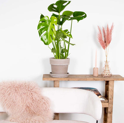  Monstera Deliciosa - Gatenplant - Kamerplant - Luchtzuiverend - ⌀17 Cm - 50-60 Cm