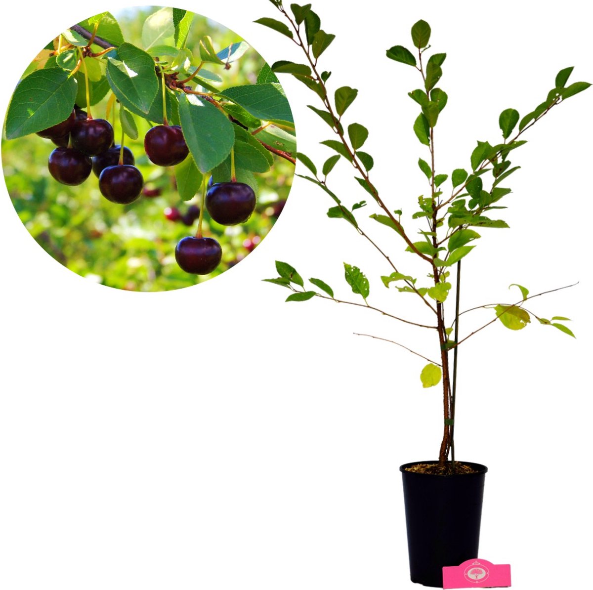  Voedselbos Pakket - 20 Fruitplanten - Op 25m2 Wildplukken! - Permacultuur - Moestuin - Voordeelpakket