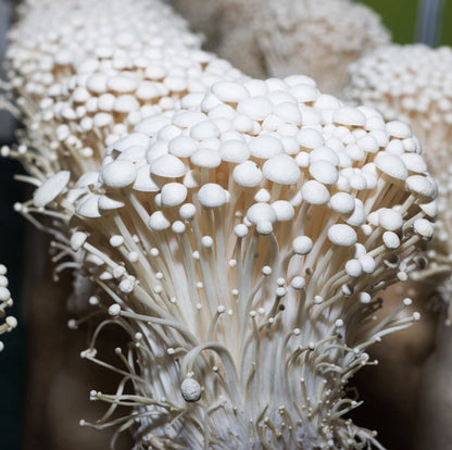  ToshiFarm Broed Voor Enoki - 50 Gram - Zelf Enoki Kweken - Broed Voor Fluweelpootje - Paddenstoel Sporen - Eco Cadeau