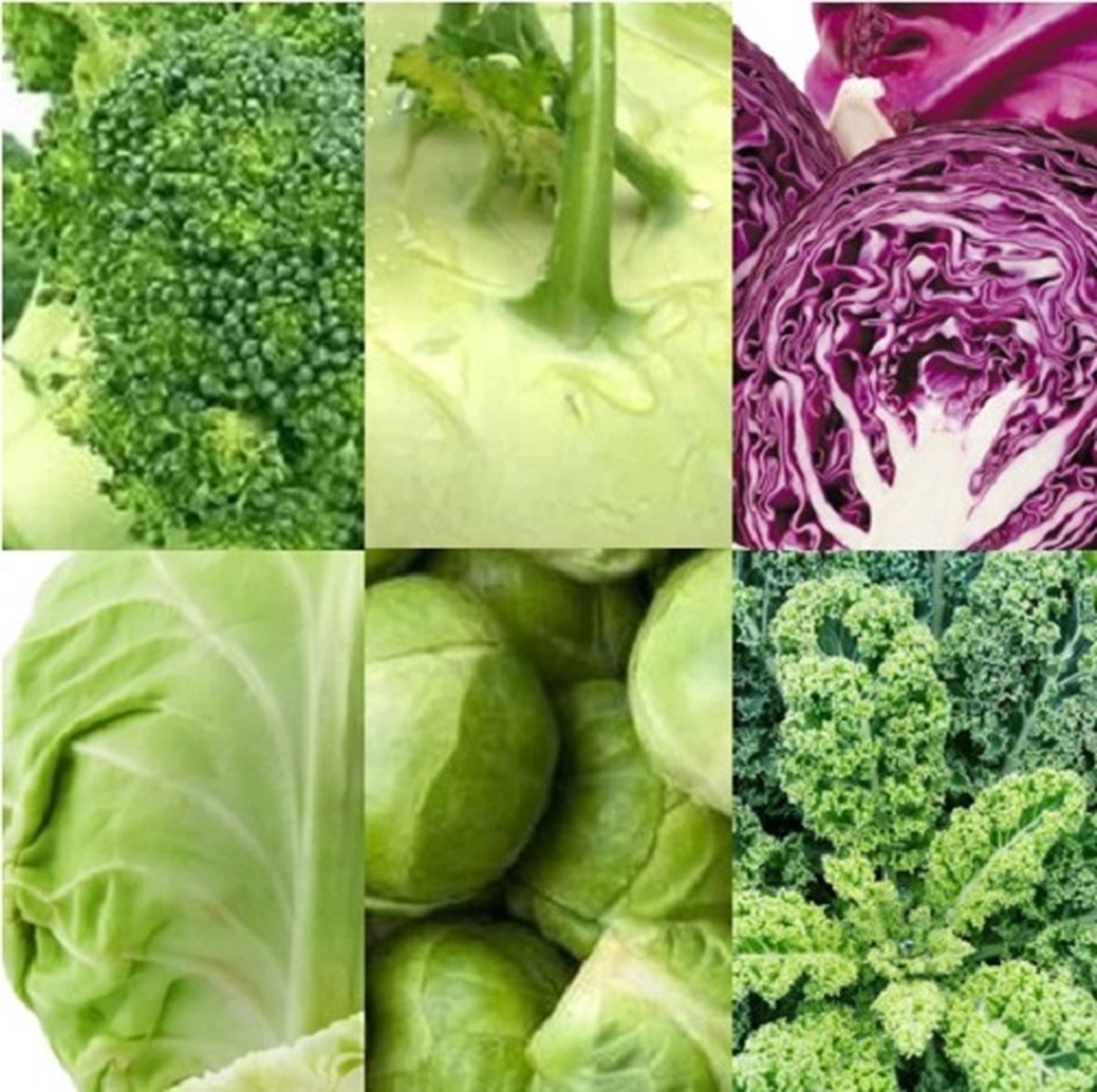  Kool Zaden Assortiment Zaadlint (broccoli Zaden, Koolrabi Zaden, Rode Kool Zaden, Witte Kool Zaden, Spruiten Zaden, Boerenkool Zaden)