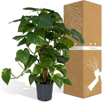  Epipremnum Aureum Mosstok - 60cm