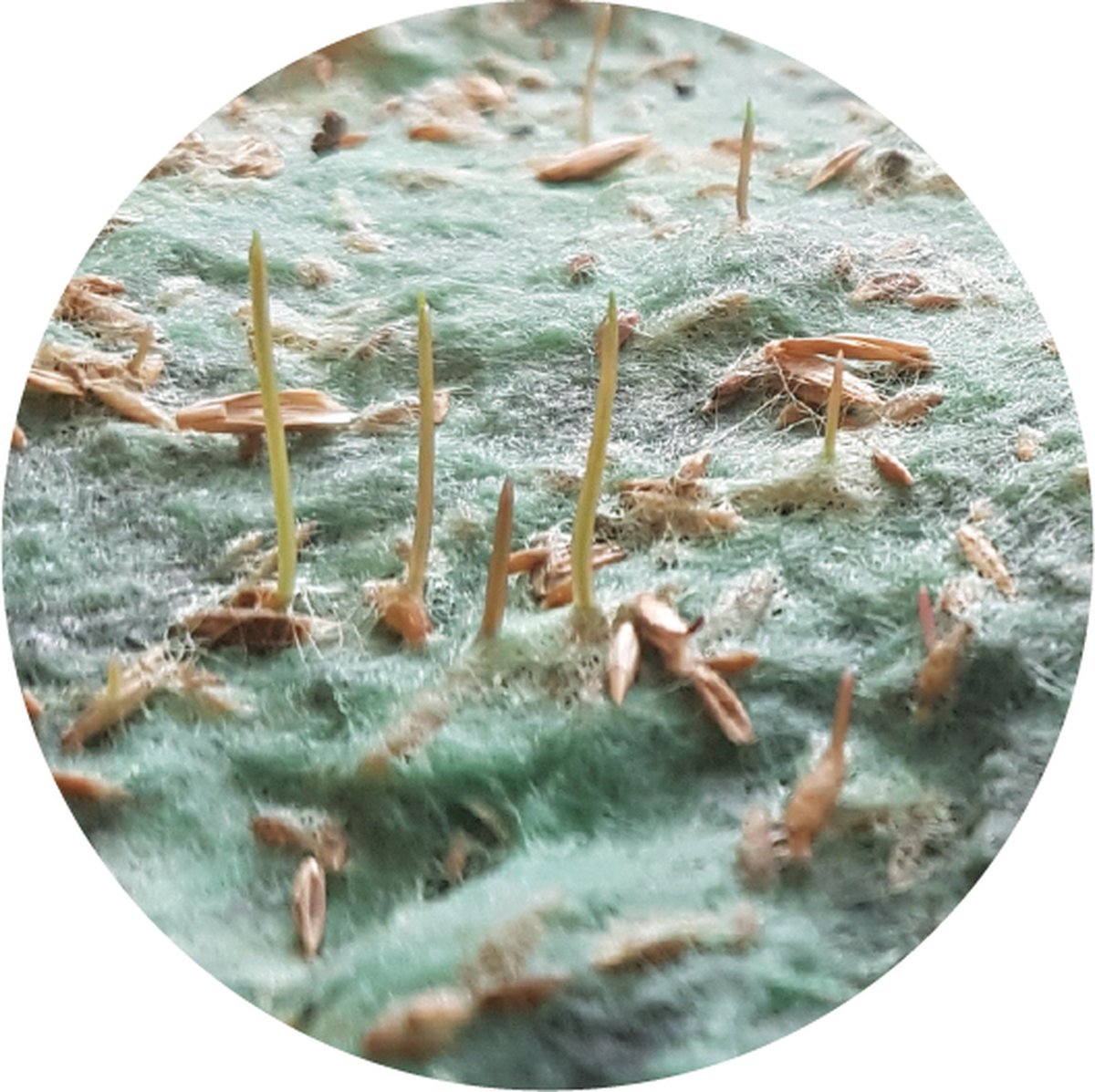  Graszaadmat - Graszaden - Gras Reparatie - Gras Aanleg - Gras Herstel - Graszaad Op Rol - Grasrol - Zeer Gemakkelijk In Gebruik - Biologisch Gras - 0,90X11,1=9,99m2