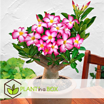 Plant In A Box - Adenium Obesum - Bloeiende Woestijnrozen - Pot 10.5cm - Hoogte 25-40cm