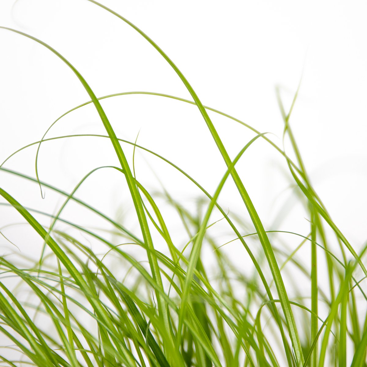  Cyperus Alternifolius 'Zumula' - Kattengras - Kamerplant - Huisdiervriendelijk - ⌀12 Cm - 20-25 Cm