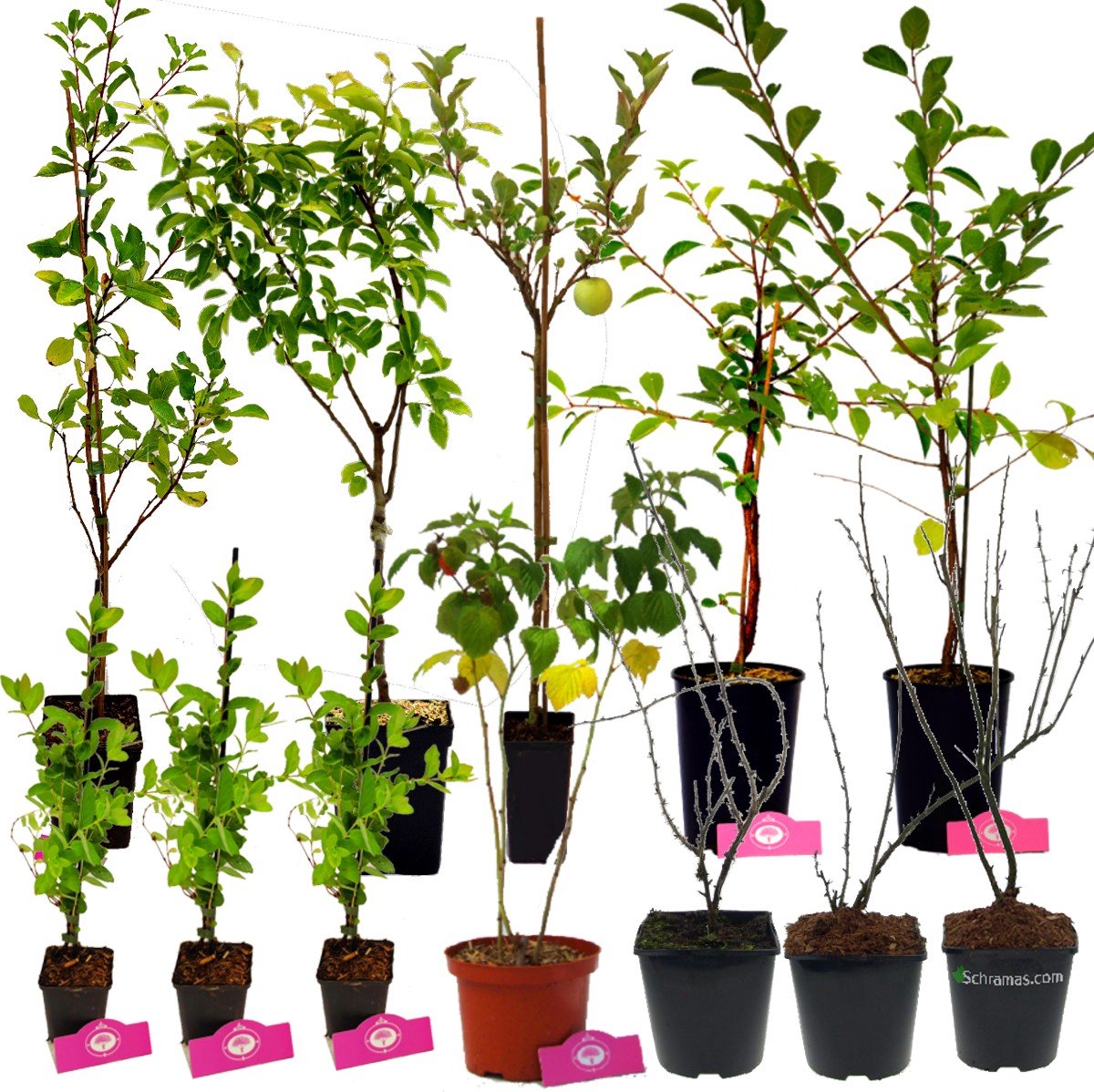  Voedselbos Pakket - 20 Fruitplanten - Op 25m2 Wildplukken! - Permacultuur - Moestuin - Voordeelpakket