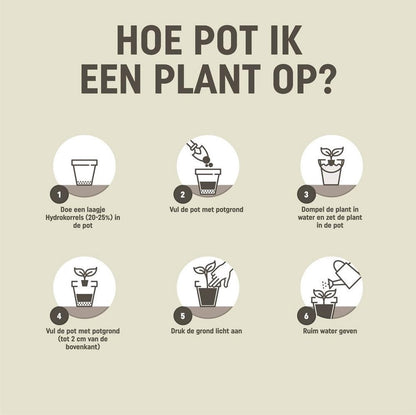  Pokon Kamerplanten Potgrond - 20l - Potgrond (kamerplant) - 6 Maanden Voeding