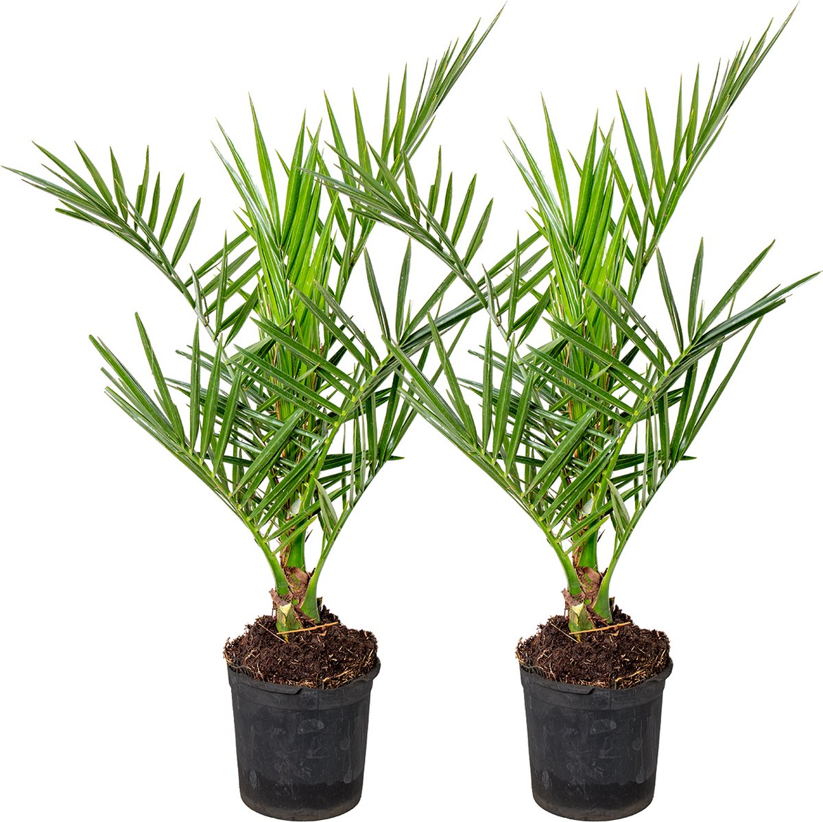 2x Phoenix Canariensis - Canarische Dadelpalm - Palm - Winterhard - ⌀15 Cm - 50-60 Cm