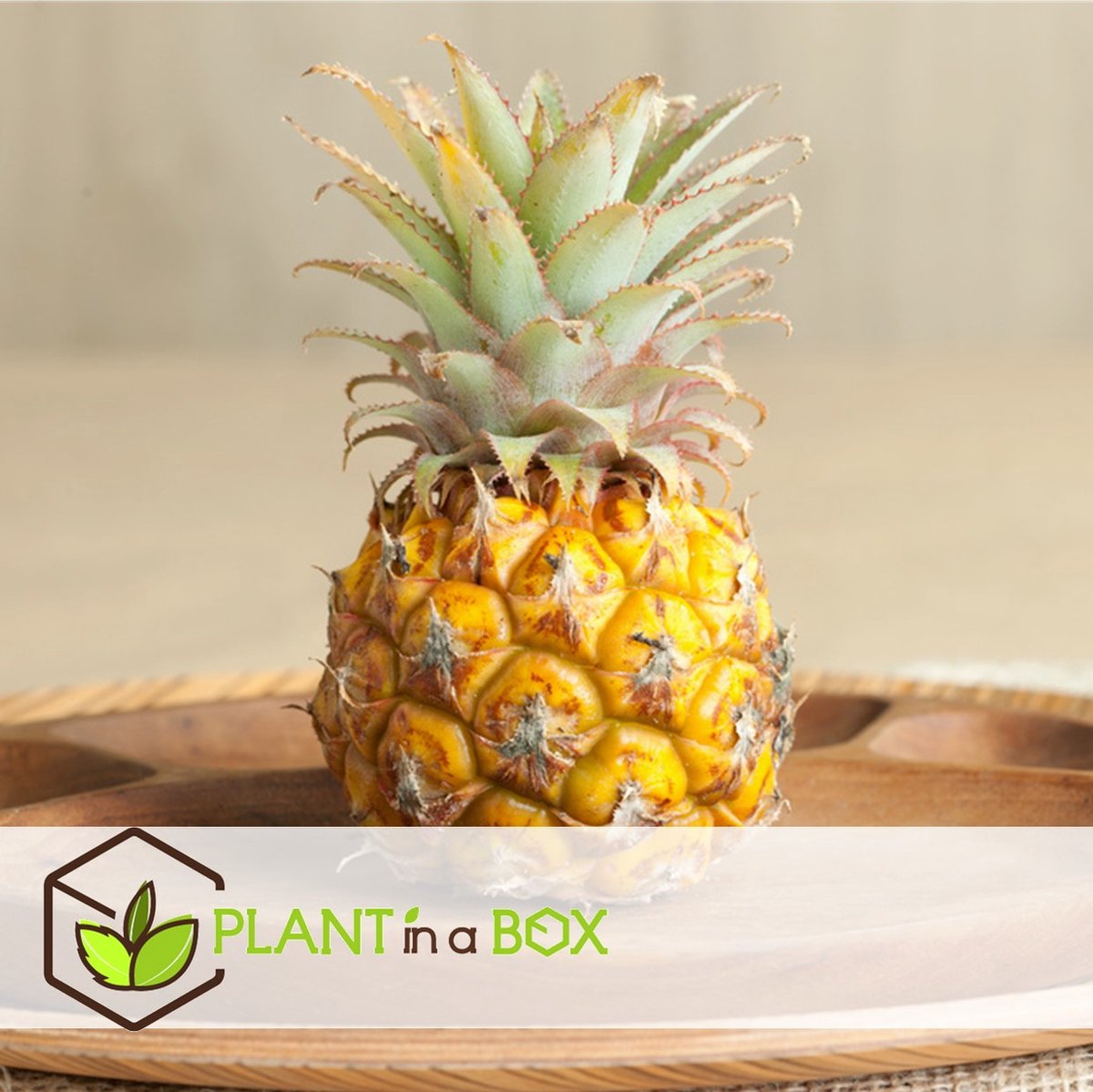  Plant In A Box - Ananasplant Mi Amigo - Kamerplant - Pot 12cm - Hoogte 35-45cm