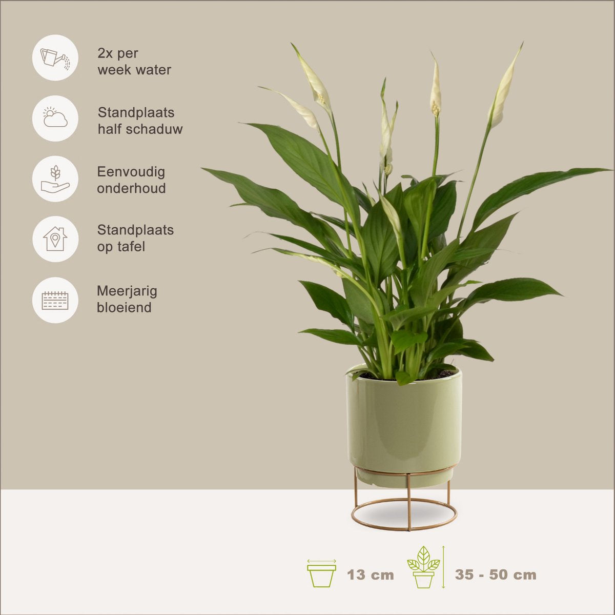  Spathiphyllum In Sierpot Emma Groen – Witte Kamerplant – Luchtzuiverende Lepelplant - ↕35-50cm - Ø13 – Geleverd Met Plantenpot – Vers Uit De Kwekerij