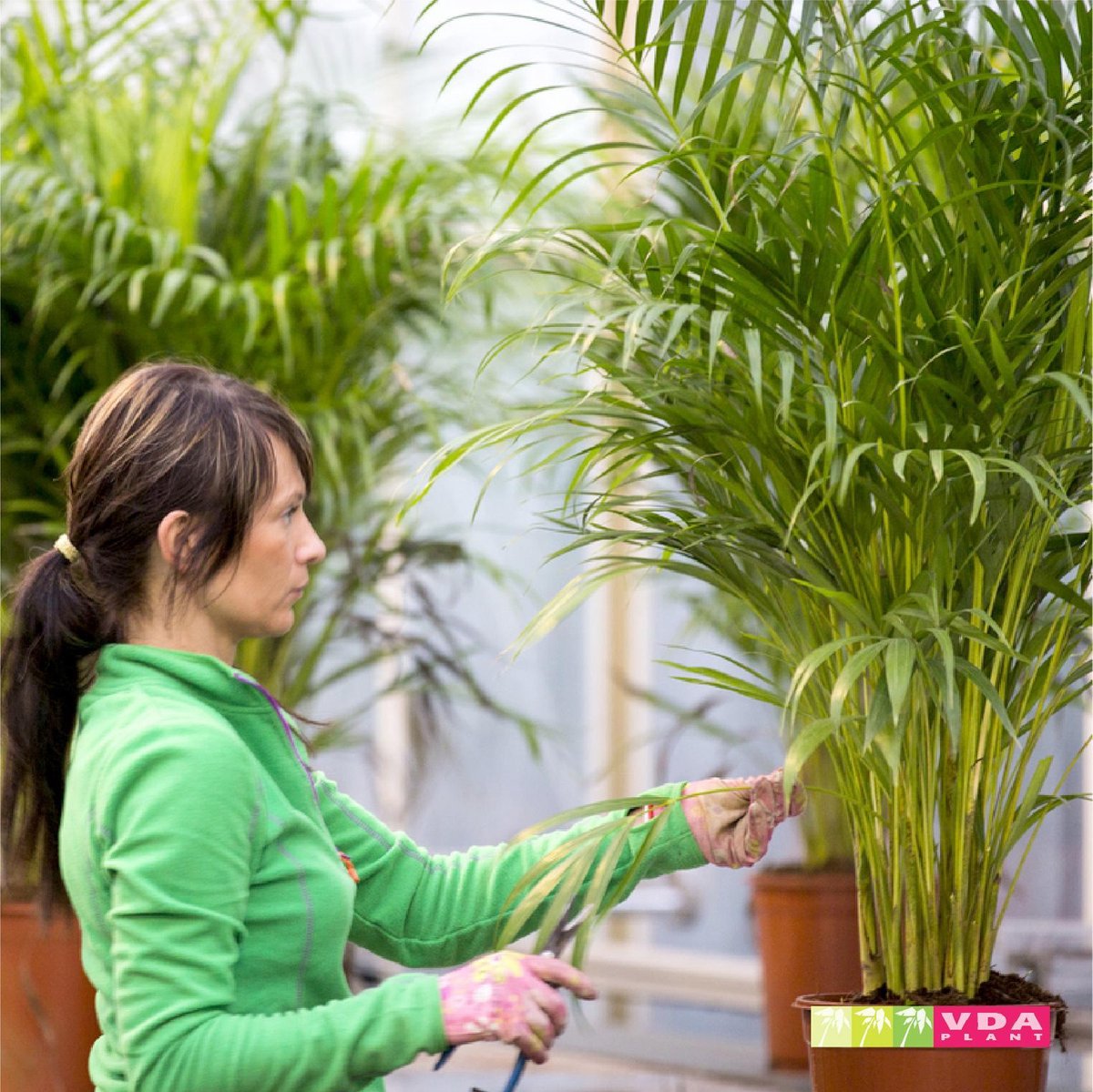  XXL Areca Palm - Goudpalm, Dypsis Lutescens - 130 Cm Hoog, ø24cm - Grote Kamerplant - Tropische Palm - Luchtzuiverend - Vers Van De Kwekerij