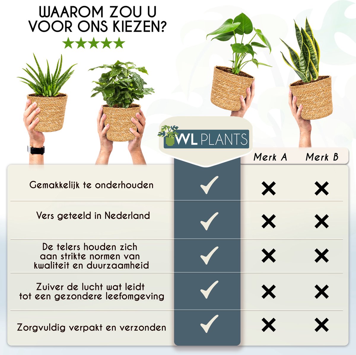  WL Plants - Set Van 4 - Kamerplanten - 1x Aloë Vera, 1x Coffea Arabica, 1x Monstera Deliciosa, 1x Sansevieria Laurentii - 12cm Diameter - Van Professionele Kweek - Groene Planten - Binnen Planten - In Bruine Mand Gemaakt Van Riet - ± 35cm Hoog