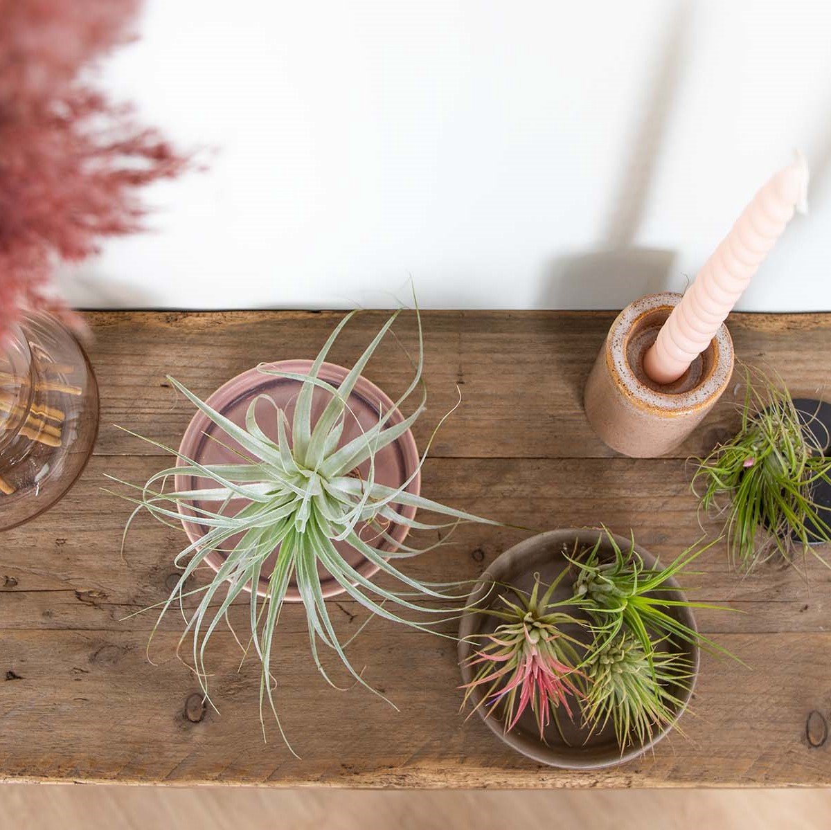  5x Tillandsia Mix - Luchtplantjes - Kamerplant – Onderhoudsvriendelijk