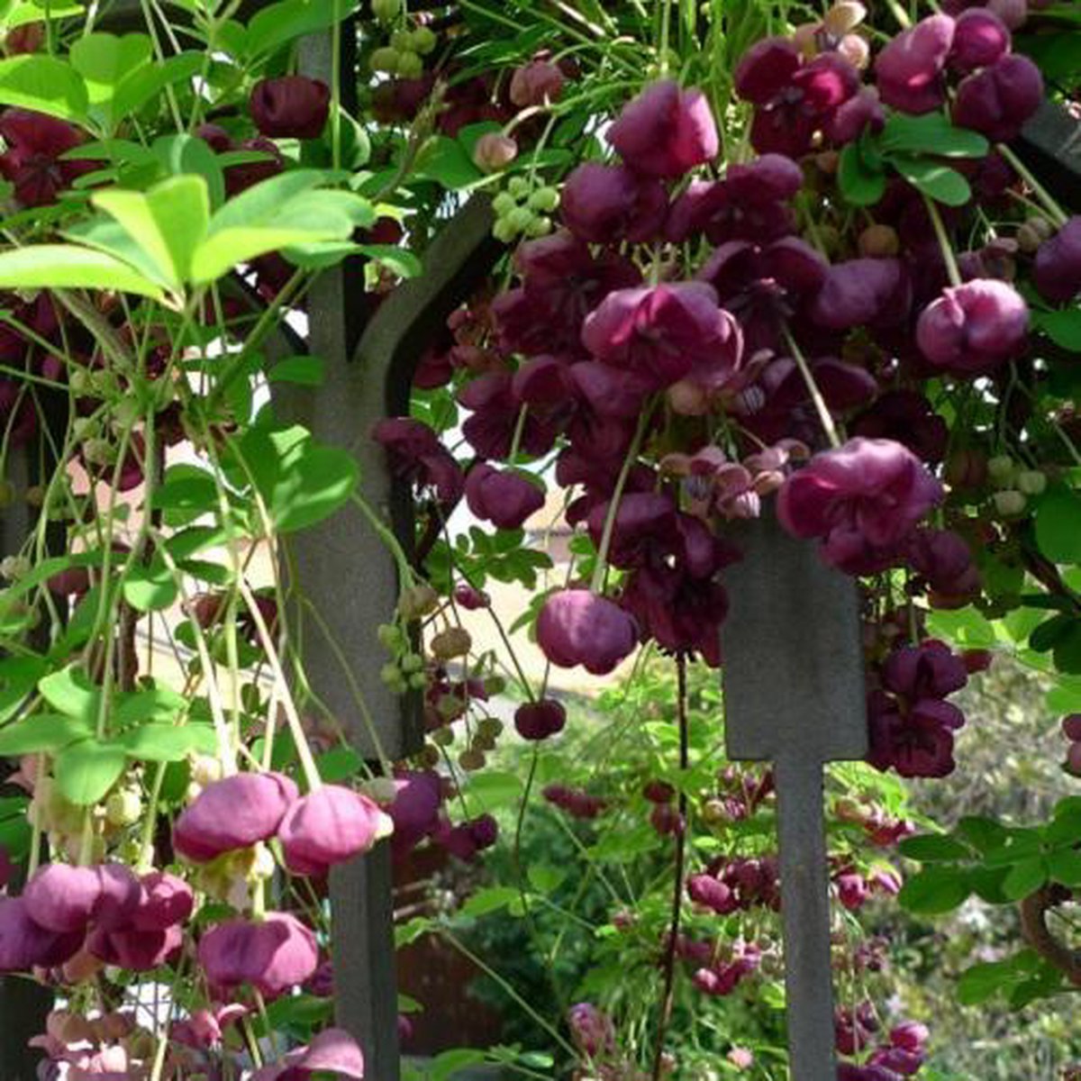  Akebia Quinata - Klimplant | Paars - Meerjarig En Groenblijvende Tuinplanten / Wintergroen - Bijnamen: Schijnaugurk / Klimbes | 1,5 Liter Pot
