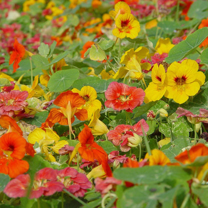  Oost-Indische Kers Lage Bio, Heel Makkelijk Te Kweken En Veelzijdige Plant Met Eetbare Bloemen En Blad