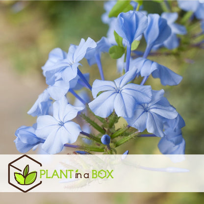  Plant In A Box - Plumbago Auriculata - Set Van 3 - Mannentrouw - Lang Bloeiende Klimplant - Pot 9cm - Hoogte 25-40cm