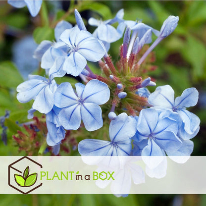  Plant In A Box - Plumbago Auriculata - Set Van 3 - Mannentrouw - Lang Bloeiende Klimplant - Pot 9cm - Hoogte 25-40cm