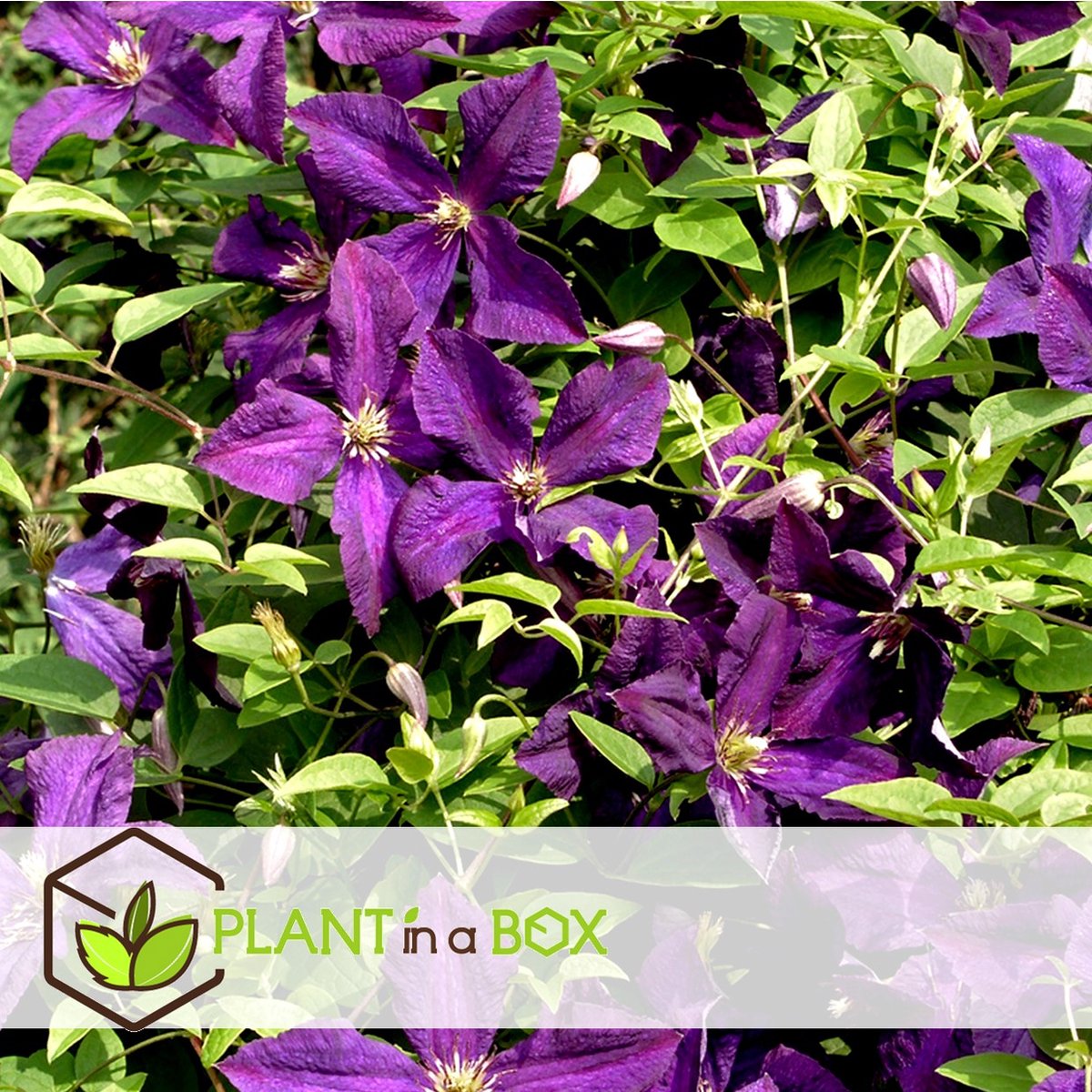  Plant In A Box - Mix Van 3 Clematis - Clematis Hybrid 'Mme Le Coultre', 'Hagley Hybrid', 'Polish Spirit' - Pot 9cm - Hoogte 25-40cm