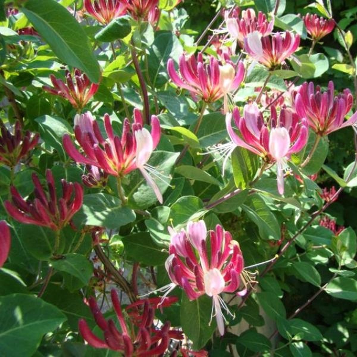  2 X Kamperfoelie Red World (Lonicera - Groenblijvend / Wintergroen): Set Van 2 Kamperfoelie Red World Klimplanten - Rood/Oranje &amp; Winterharde Tuinplanten | 2 X 1,5 Liter Potten