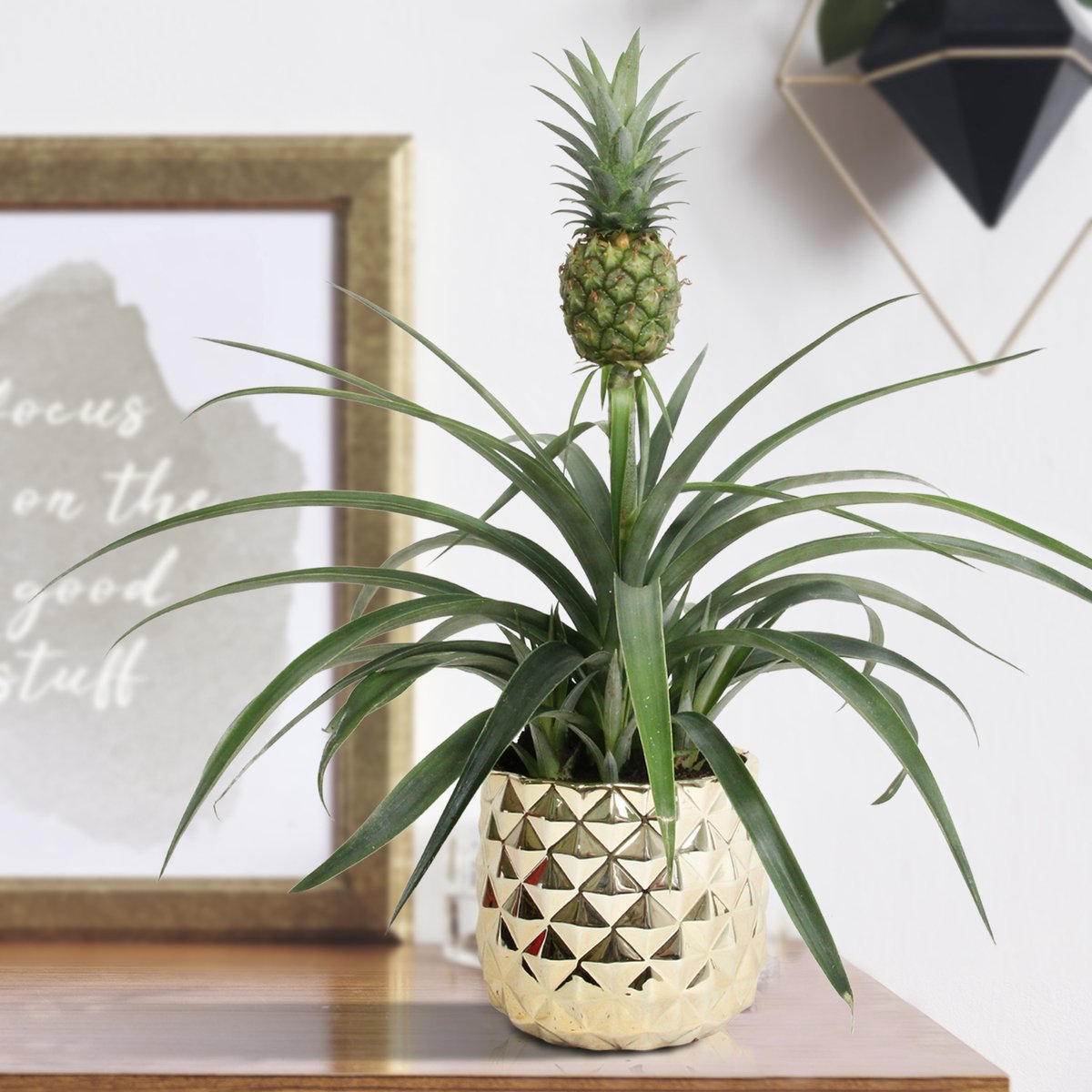  Breasy Ananasplant | Anti-snurk Plant | 1 Stuks | Ø 13cm | 35-40 Cm
