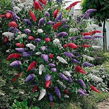  3 X Vlinderstruik Buddleja: Davidii 'Royal Red'/'White Profusion'/'Empire Blue' - Rood/Wit/Blauw, Meerjarig En Winterhard - Set Van 3 Vlinderstruiken / Vlinderplant | 3 X 1.5 Liter Potten - Aantrekkelijk Voor De Vlinder