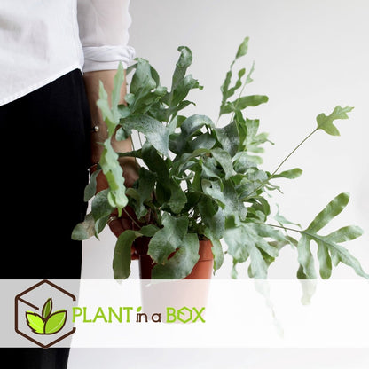  Plant In A Box - Phlebodium Aureum 'Blue Star' - Gemakkelijk Te Verzorgen Blauwvaren - Pot 17cm - Hoogte 40-50cm