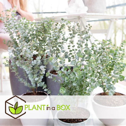  Plant In A Box - Eucalyptus Pulverulenta 'Baby Blue' - Set Van 2 - Pot 13cm - Hoogte 25-40cm