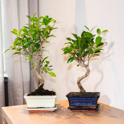  ZynesFlora - Bonsai In Keramiek - Kamerplant In Pot - Ø 15 Cm - Hoogte: 25-30 Cm - Kamerplant