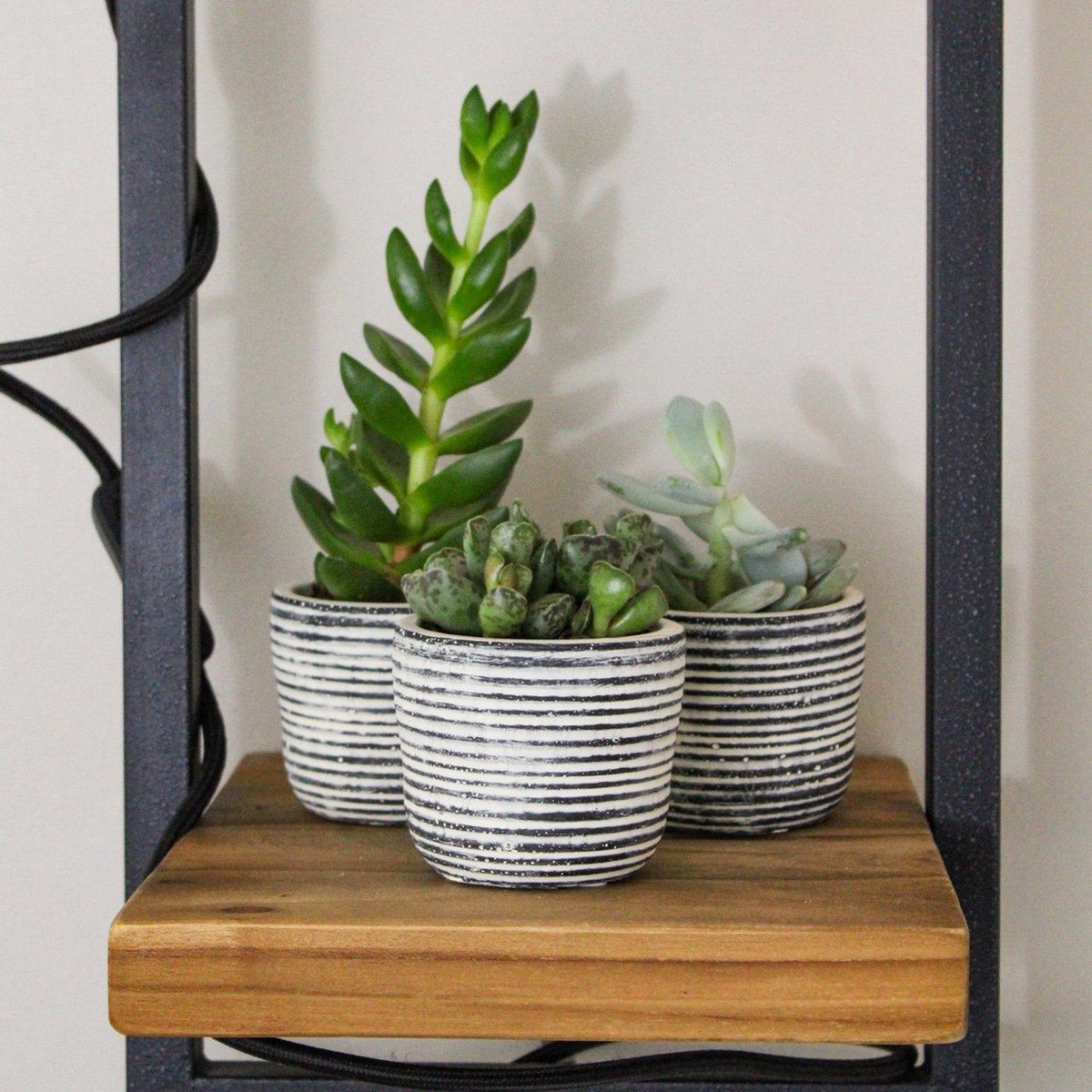  ZynesFlora - Mini Succulenten Mix - 12 Stuks - Ø 5,5 Cm - Hoogte: 5-10 Cm - Vetplant - Kamerplant