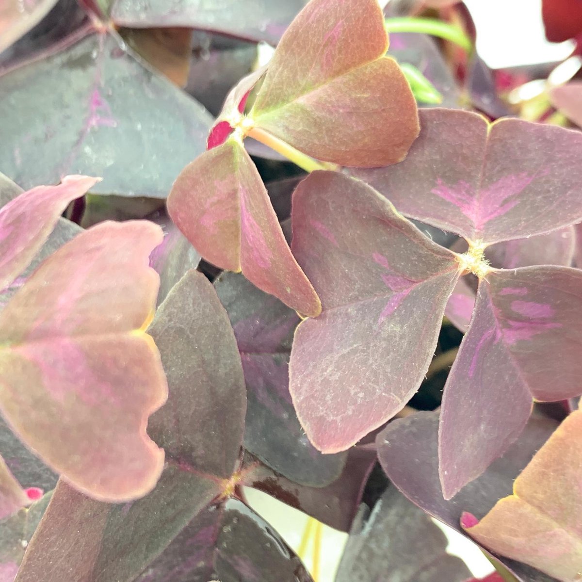  SIMPLYBLOOM.EU - Oxalis Triangularis Mijke Paars