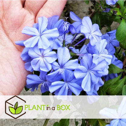  Plant In A Box - Plumbago Auriculata - Set Van 3 - Mannentrouw - Lang Bloeiende Klimplant - Pot 9cm - Hoogte 25-40cm