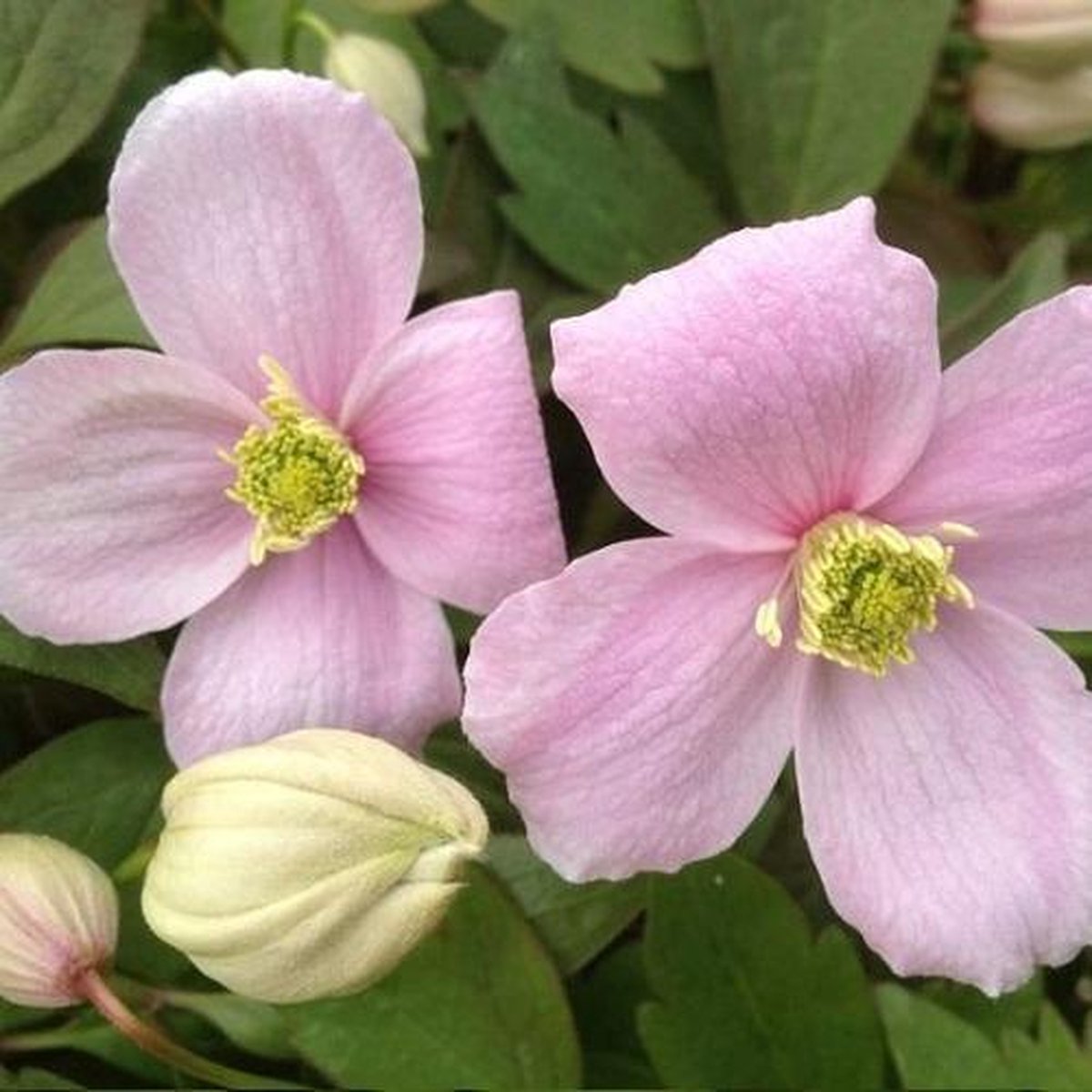  2 X Clematis Montana Rubens - Set Van 2 Klimplanten - Roze, Meerjarig En Winterharde Tuinplanten | 2 X 1,5 Liter Potten