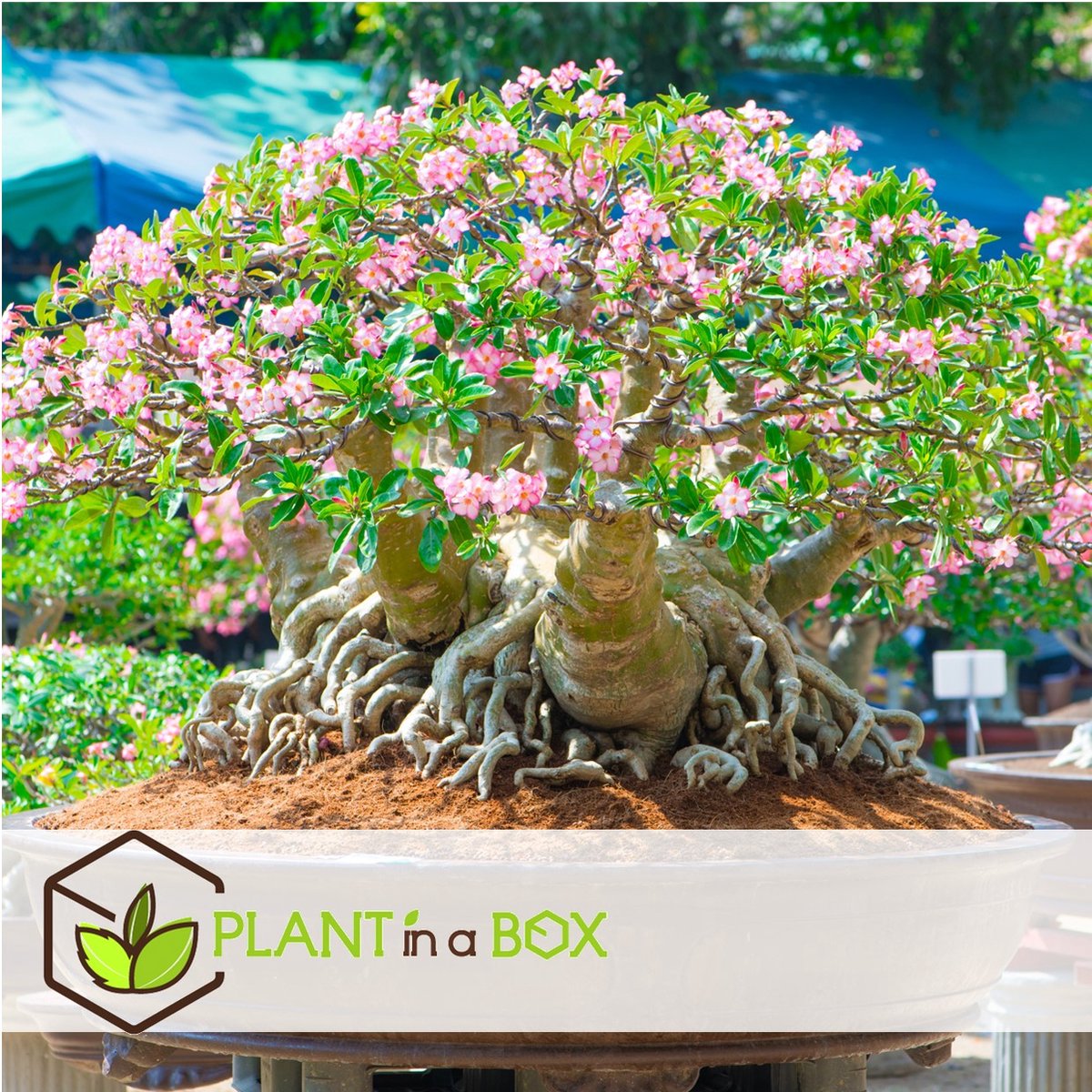  Plant In A Box - Adenium Obesum - Bloeiende Woestijnrozen - Pot 10.5cm - Hoogte 25-40cm
