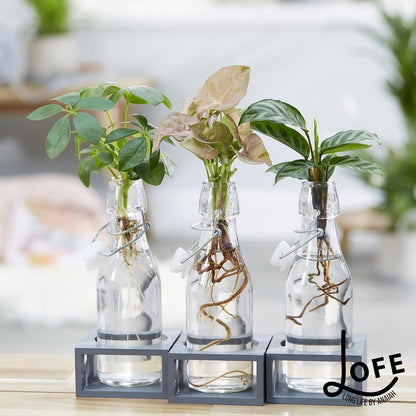  LOFE-Green Jewel-triple-Hydroponie, 3 Plantjes Samen Op Water