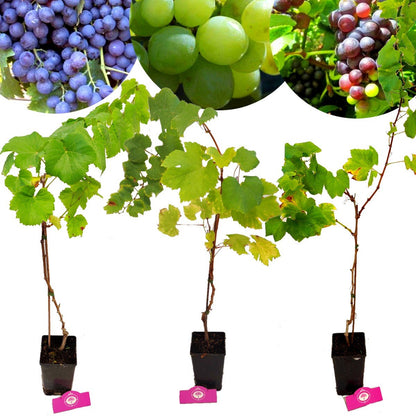  Set Van 3 Druivenplanten - Rode, Blauwe En Witte Druif - Hoogte 70cm - Vitis Vinifera
