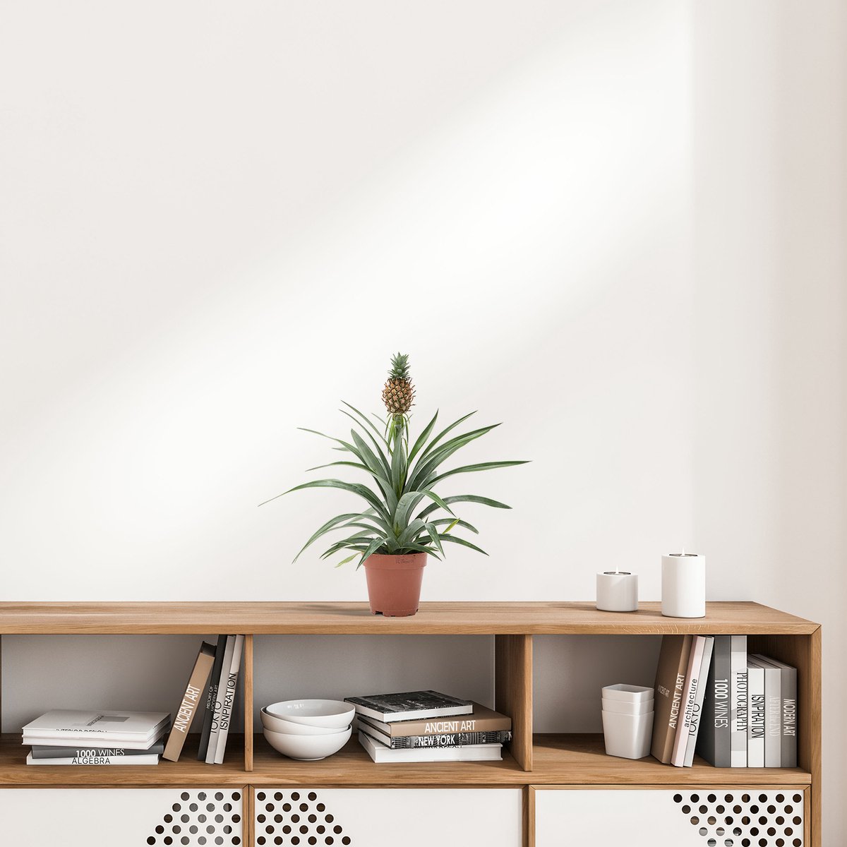  WL Plants - Ananasplant - Ananas Comosus - Kamerplanten - Bromelia - Anti Snurk - Zeer Luchtzuiverend - Gemakkelijk Te Verzorgen - ± 45cm Hoog – 12 Cm Diameter - In Kweekpot