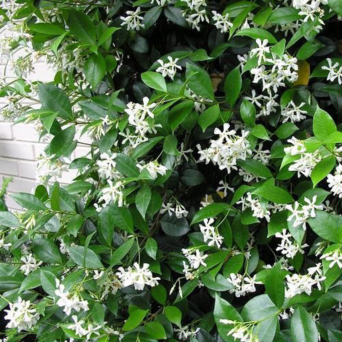  Witte Toscaanse Jasmijn (Sterjasmijn) - Klimplant | Wit - Groenblijvend / Wintergroen En Winterhard - ClematisOnline | 1,5 Liter Pot - Deze Jasmijn Plant Kan Gecombineerd Worden Met Andere Klimplanten Zoals Clematis Of Rozen In Bijv. Een Klimrek