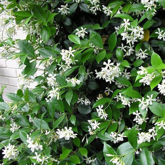  Witte Toscaanse Jasmijn (Sterjasmijn) - Klimplant | Wit - Groenblijvend / Wintergroen En Winterhard - ClematisOnline | 1,5 Liter Pot - Deze Jasmijn Plant Kan Gecombineerd Worden Met Andere Klimplanten Zoals Clematis Of Rozen In Bijv. Een Klimrek