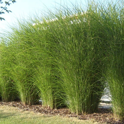 GP 12 X Prachtriet Gracillimus - Winterhard Siergras - Miscanthus Sinensis 'Gracillimus' In 9x9cm Pot Met Hoogte 5-10cm