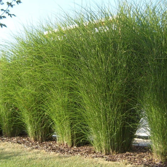 GP 12 X Prachtriet Gracillimus - Winterhard Siergras - Miscanthus Sinensis 'Gracillimus' In 9x9cm Pot Met Hoogte 5-10cm