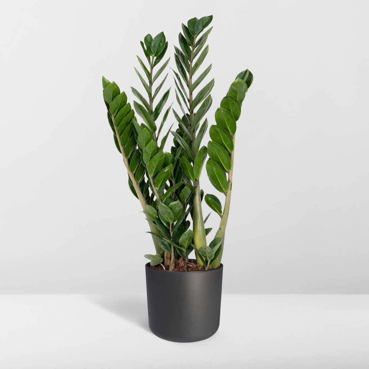  Zamioculcas Zamiifolia - Emerald Palm - 50cm
