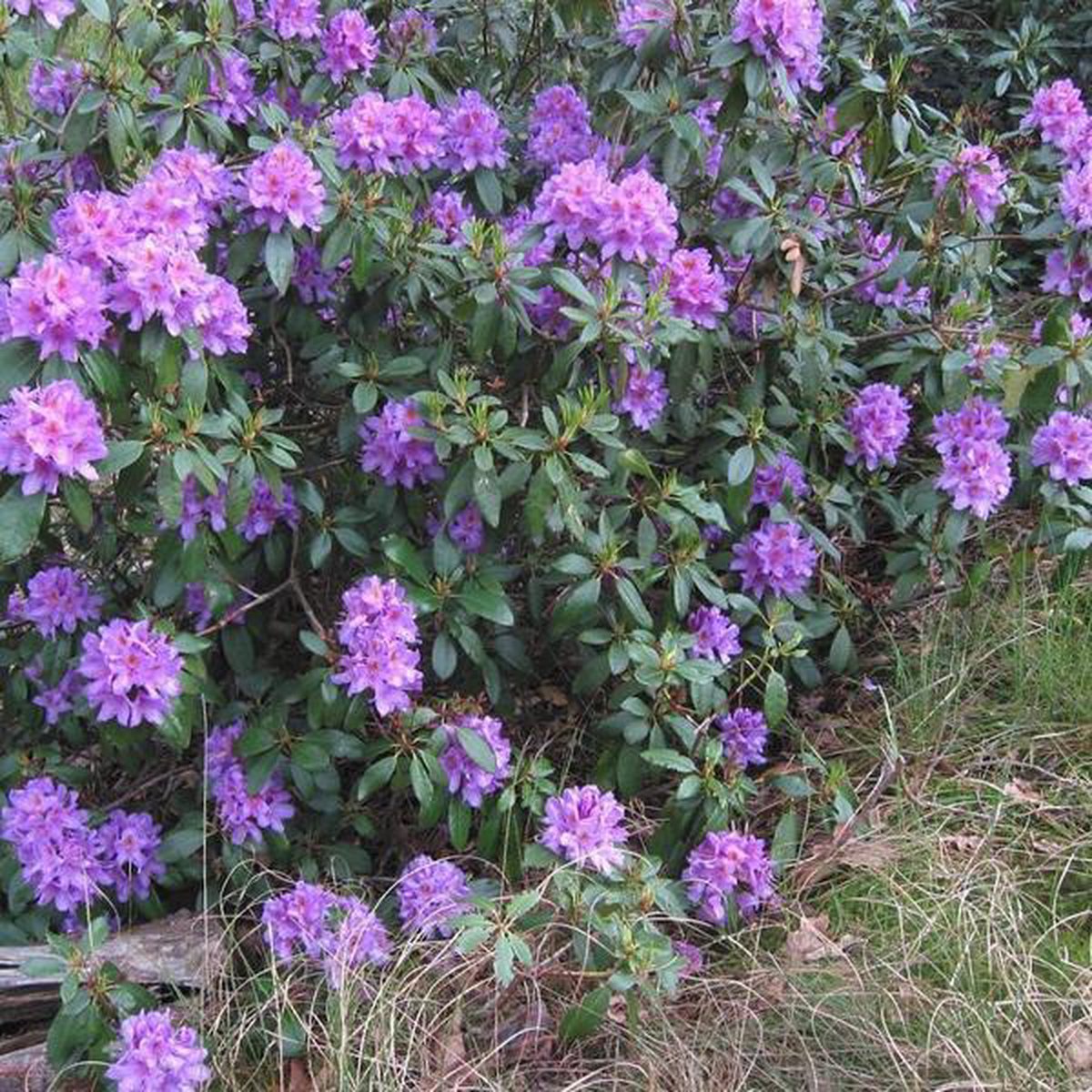  Rhododendron 'Gristede' 20-30 Cm In Pot