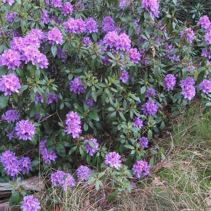  Rhododendron 'Gristede' 20-30 Cm In Pot