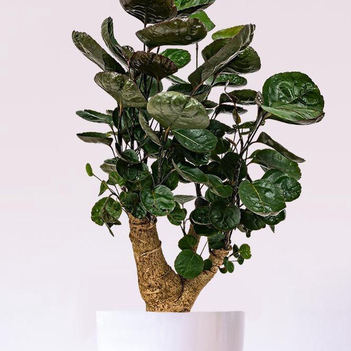  Polyscias 'Fabian Per Stuk | Sterke Tropische Kamerplant In Kwekers Pot ⌀12 Cm - ↕40 Cm