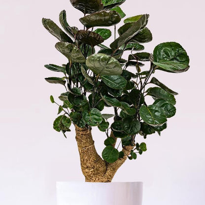  Polyscias 'Fabian Per Stuk | Sterke Tropische Kamerplant In Kwekers Pot ⌀12 Cm - ↕40 Cm