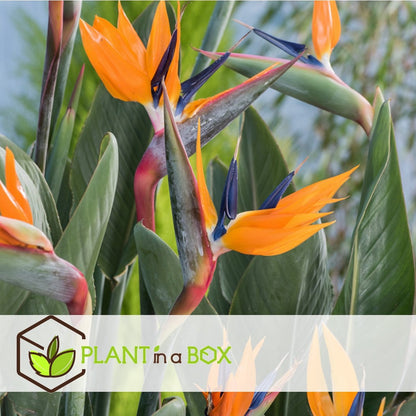  Plant In A Box - Strelitzia Reginea - Set Van 2 - Tropische Kamerplant - Paradijsvogelbloem - Pot 9cm - Hoogte 25-40cm
