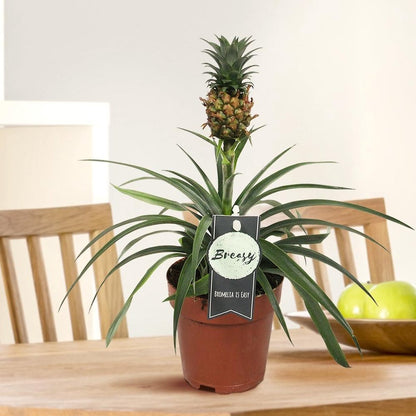  Breasy Ananasplant | Anti-snurk Plant | 1 Stuks | Ø 13cm | 35-40 Cm