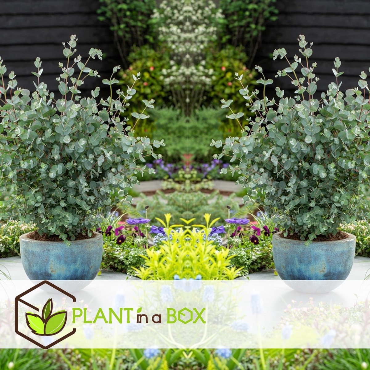  Plant In A Box - Eucalyptus Pulverulenta 'Baby Blue' - Set Van 2 - Pot 13cm - Hoogte 25-40cm