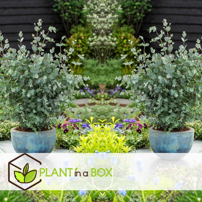  Plant In A Box - Eucalyptus Pulverulenta 'Baby Blue' - Set Van 2 - Pot 13cm - Hoogte 25-40cm